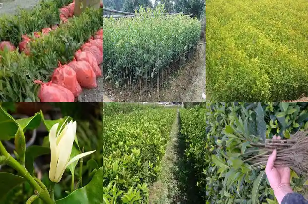 桂花树能剪枝子吗1683336187240