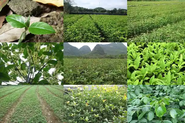 桂花树能剪枝子吗1683336187286