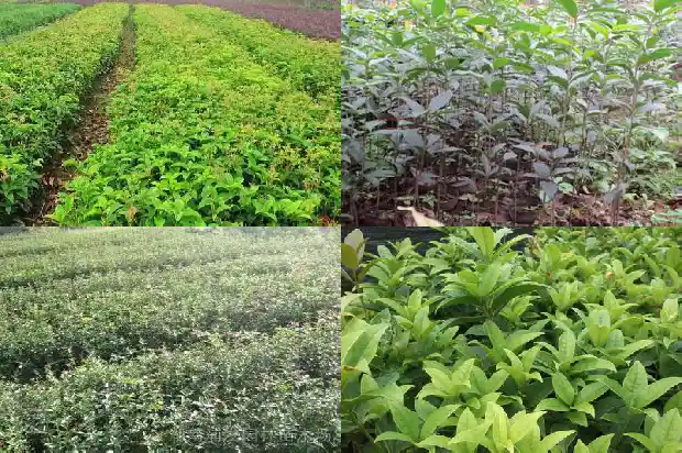 桂花树能剪枝子吗1683336187334