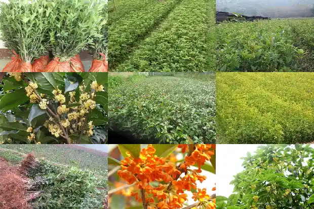 桂花长出的新枝条能不能剪掉1683336197220