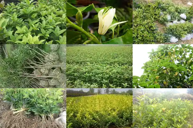 桂花树能剪枝吗1683336204845