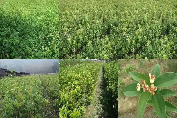 桂花徒长枝怎么修剪1683336216688
