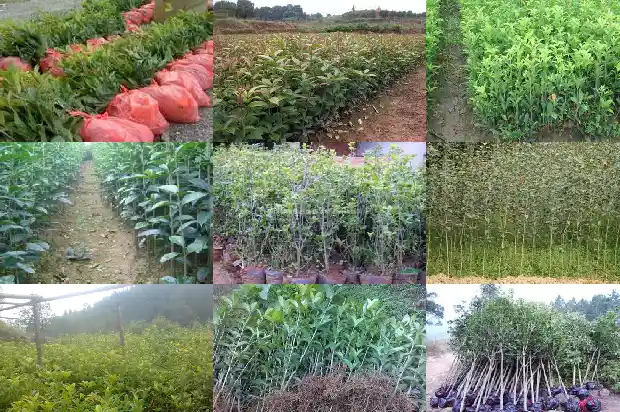 桂花发芽了还能剪枝吗1683336228540