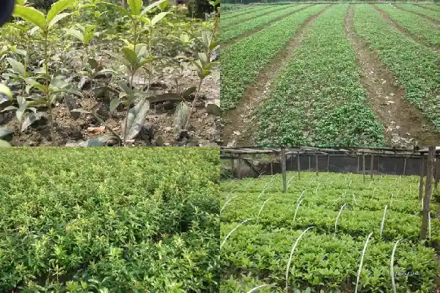 桂花发芽了还能剪枝吗1683336228636