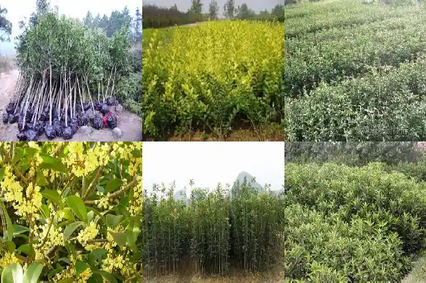 什么样桂花树品种好看又好养又好看1683336264295