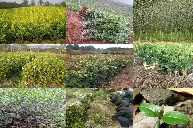 什么样桂花树品种好看好养活1683336276047