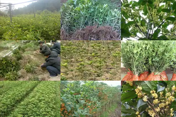 什么样桂花树品种好看好养活1683336276143