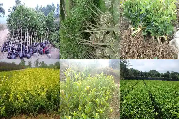 桂花泡茶的用处1689381186448