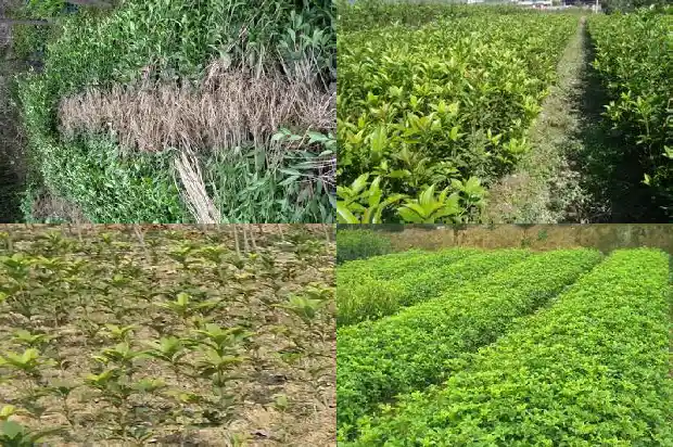 哪种桂花树最好看最好养1683336293599