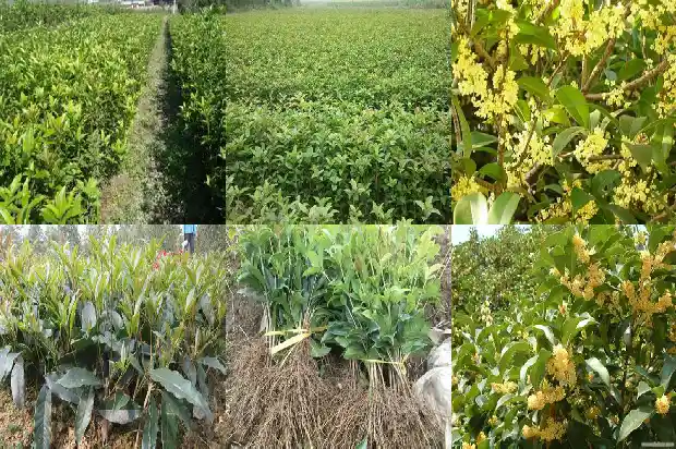 桂花树可以卖吗有毒吗1689899429821