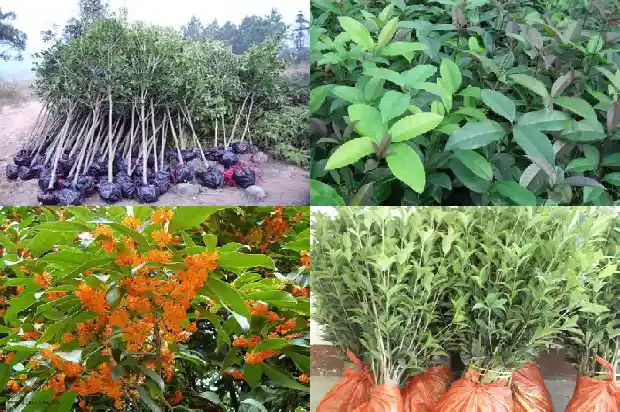 什么品种的桂花树最好养1683336305452