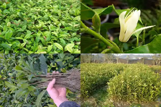 什么品种的桂花树最好养1683336305499
