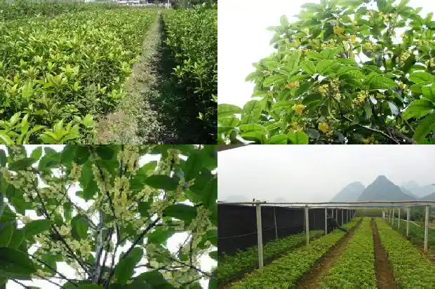 什么品种的桂花树最好养1683336305547