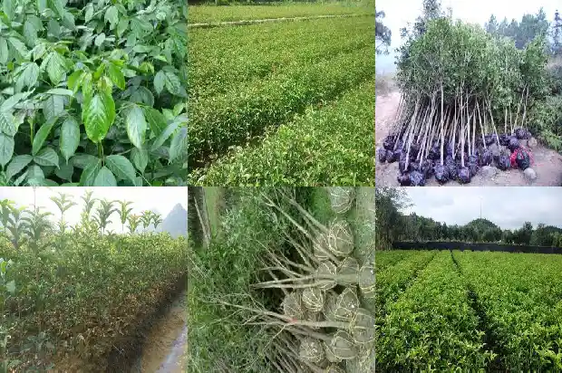 什么品种桂花树最好最香1683336317305