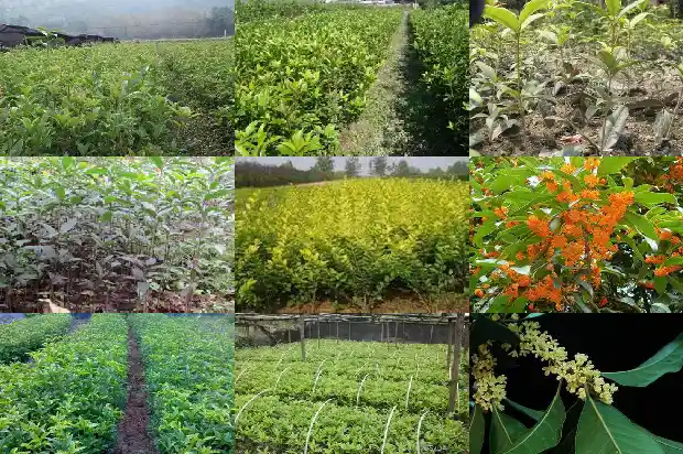 什么品种桂花树最好最香1683336317352