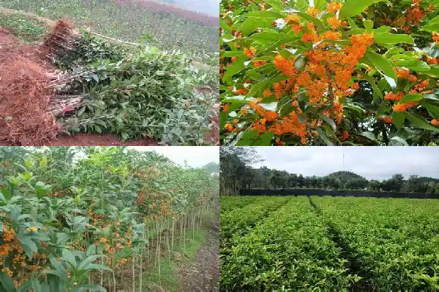 什么品种桂花树最好最香1683336317446