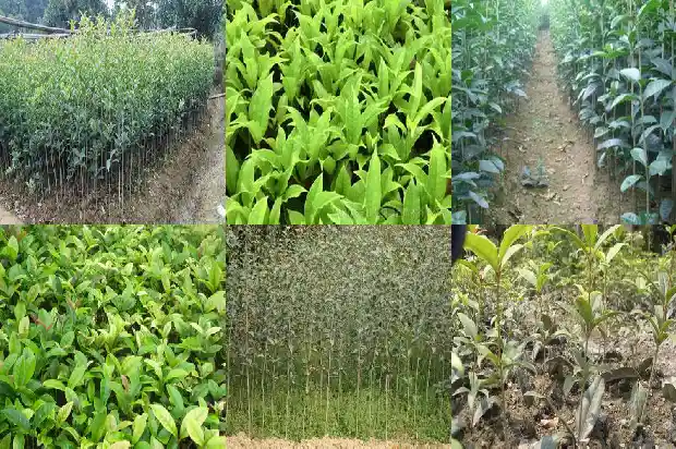 什么样桂花树品种好养活呢1683336332962