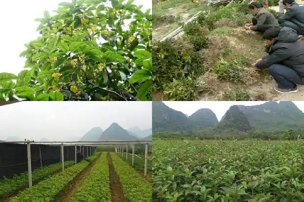 什么样桂花树品种好养活呢1683336333010
