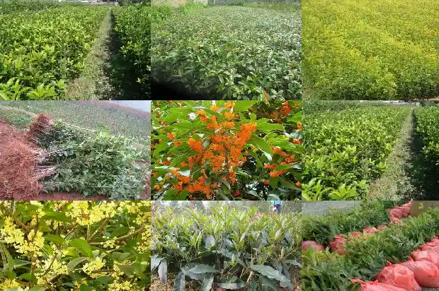 桂花树应该栽在大门口的哪一方1688692597008