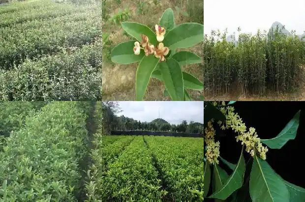什么样桂花树品种好养又好养呢1683336354906