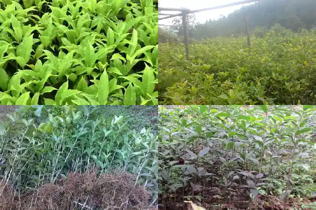 什么样桂花树品种好养又好养呢1683336354953