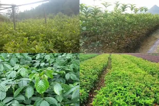 什么样桂花树品种好养又好养呢1683336355000
