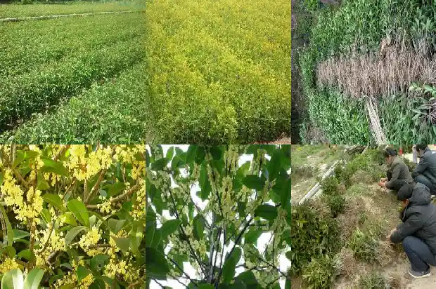 桂花树什么时间施肥最好1690677432105