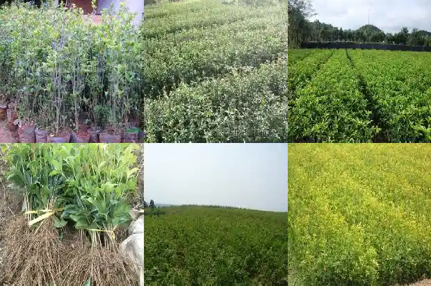 家养桂花树好不好1683336372180
