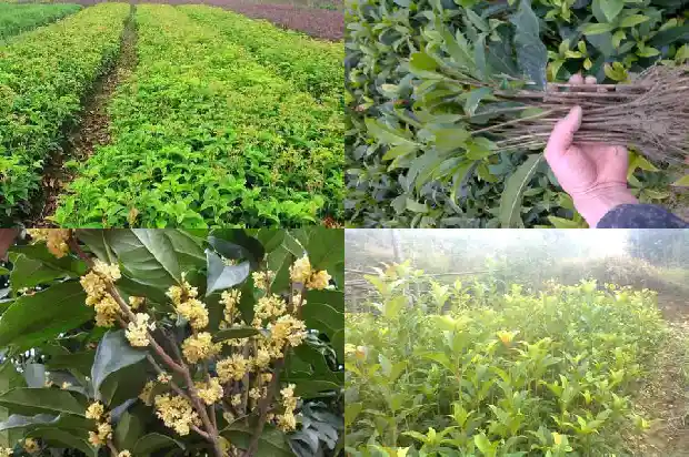 桂花树哪个品种好养护1683336384426