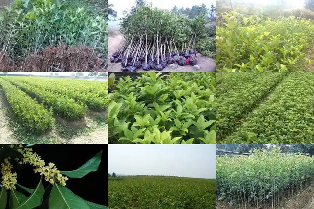 种什么品种桂花树比较好活1683336402137