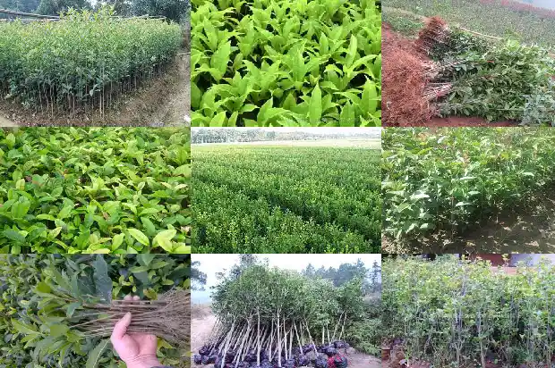 什么品种桂花树最好活1683336413617