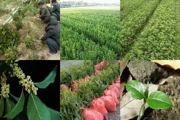 什么品种桂花树最好活1683336413713