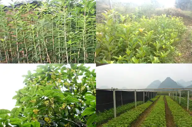 桂花树好不好养活1690676835256