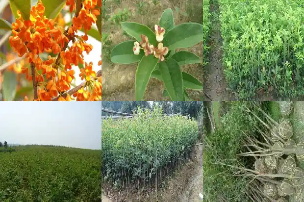 桂花树什么品种是最好的品种1683336433574