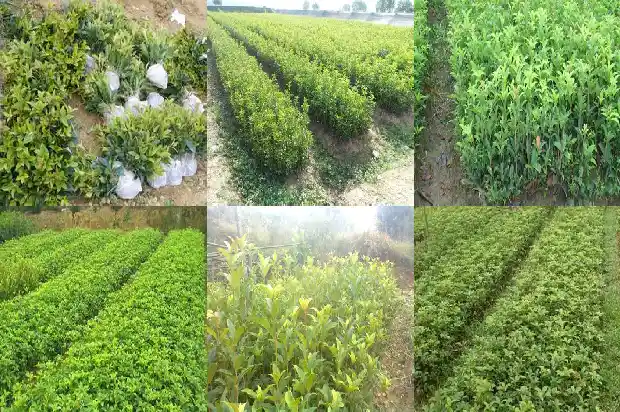 桂花树什么品种是最好的品种1683336433621