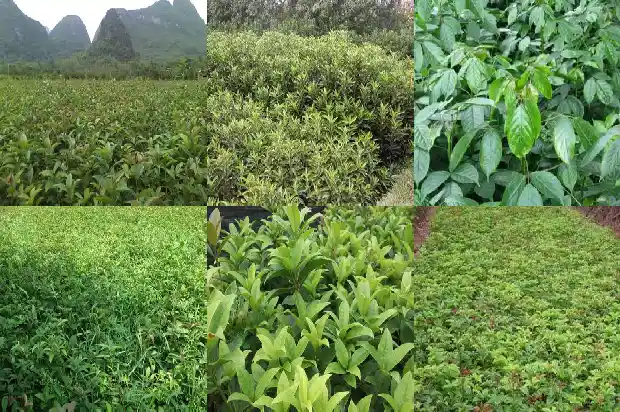桂花树什么品种是最好的品种1683336433668