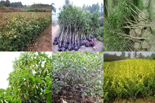 桂花树什么样的品种最好养活1683336441334