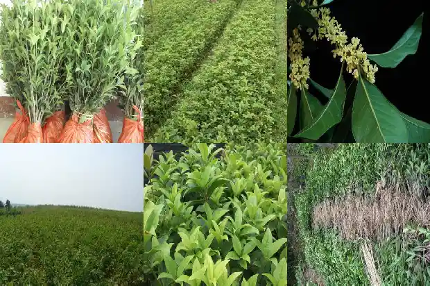 哪个桂花树品种好种植1683336449080