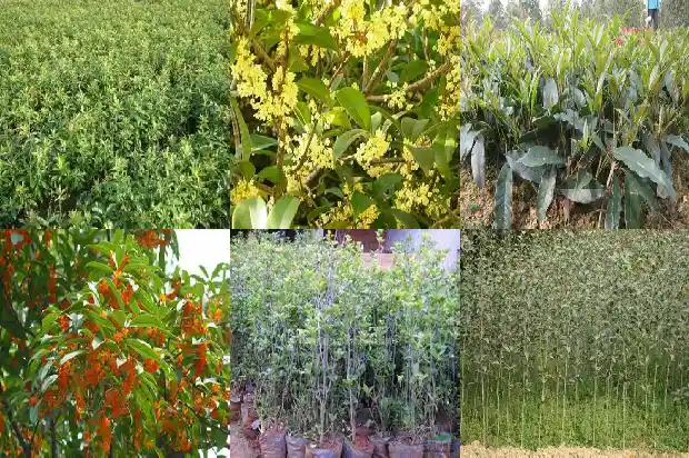 哪个桂花树品种好种植1683336449128