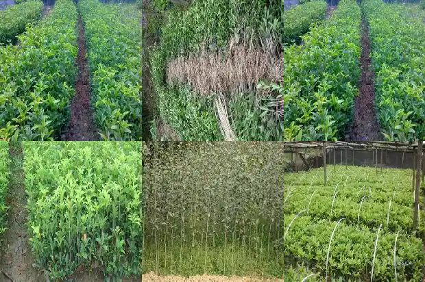 哪个桂花树品种好养又好养1683336461323