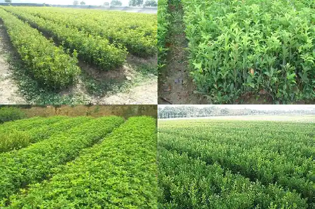 哪个桂花树品种好养又好养1683336461371