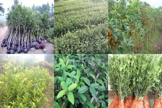 哪个桂花树品种好养又好养1683336461466