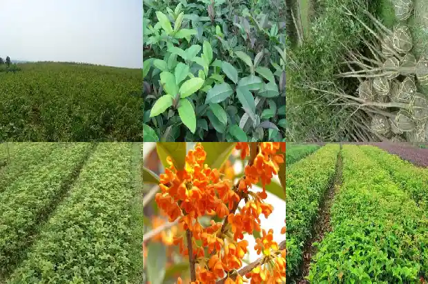 哪个桂花树品种好看又好养又好养1683336473079