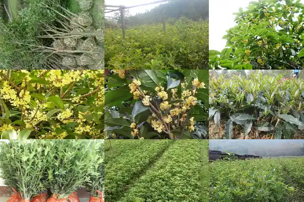 30年金桂花树价格表1689639824627