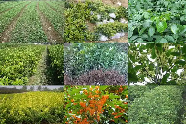哪个桂花树品种好看又好养又好养1683336473222