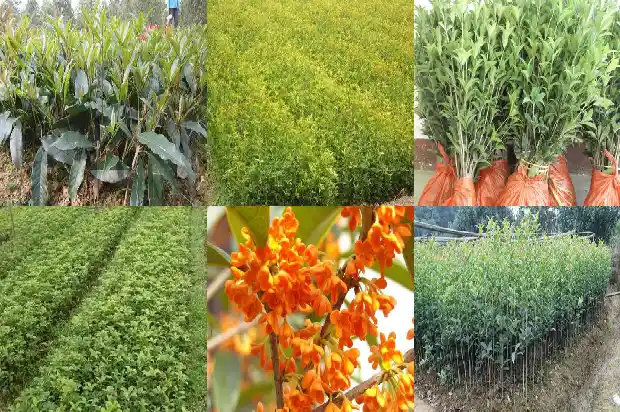 什么桂花树品种好看又好养1683336483094