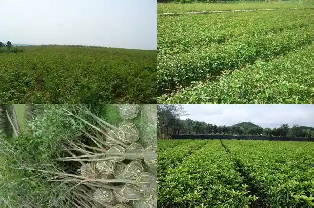 什么桂花树品种好看又好养1683336483142