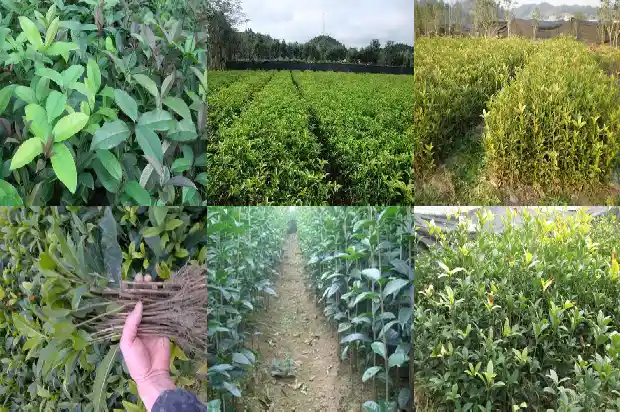 什么桂花树品种好看又好养1683336483190