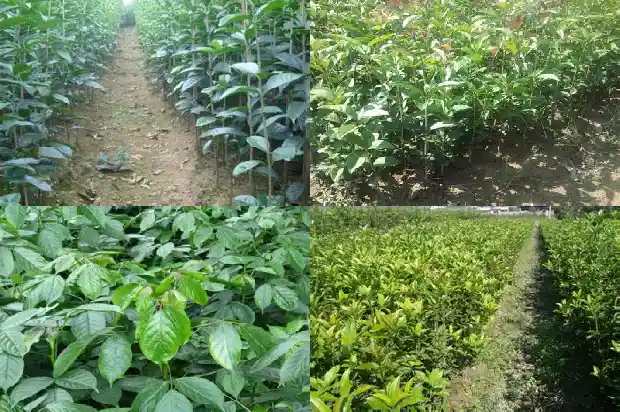 哪个品种的桂花树好养1683336493276