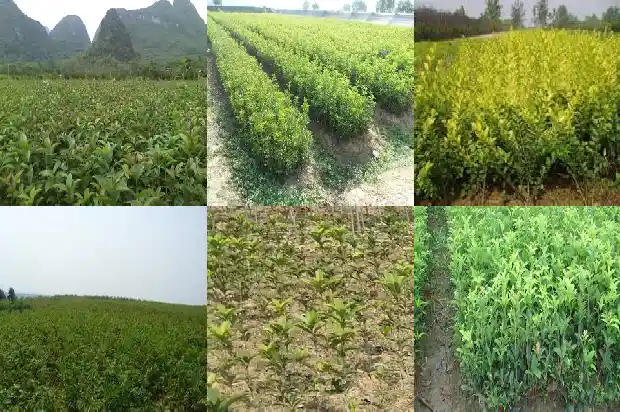 哪个品种的桂花树好养1683336493324